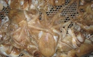 昆山市張浦鎮菊新水產冷凍批發部 連接全球的水產品批發樞紐