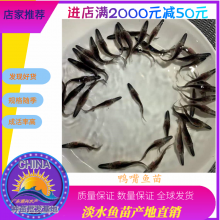 港興水產 專業(yè)供應優(yōu)質鴨嘴魚苗及魚苗批發(fā)服務