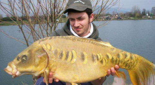 鴨子治魚 美國鯉魚泛濫的創(chuàng)新生態(tài)對策與水產市場影響