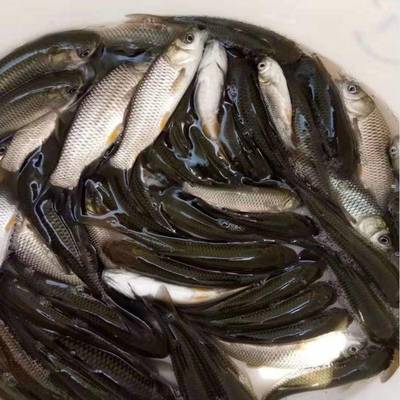 港興水產 專業(yè)提供鯇魚苗、泥鰍魚苗與羅非魚苗，兼營日用百貨銷售