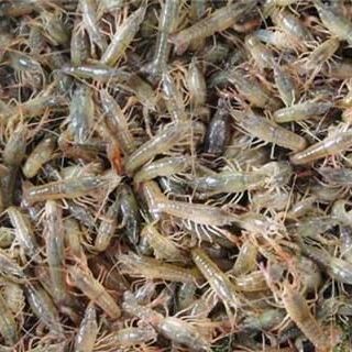 青蝦批發 16元/斤價格優勢下的日用百貨銷售新機遇